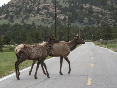 Rocky Mtn. NP