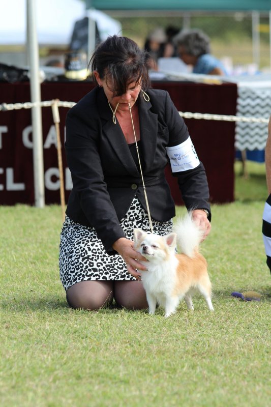Taser at January 2015 West Oahu shows