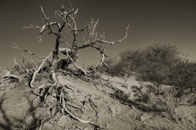 JZ7A1915 (Mesquite Flat Sand Dunes, Death Valley, CA)