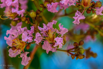 Lagerstroemia indica