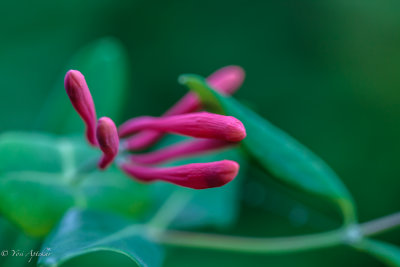 American Columbine