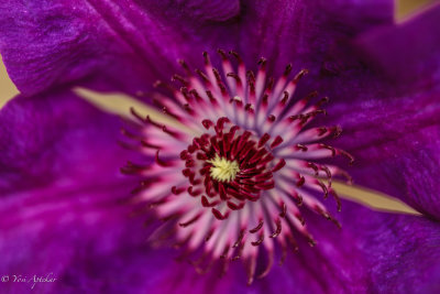 Bellflower Clematis