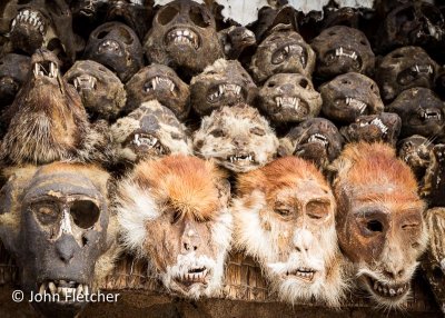 Animal Skeleton Heads