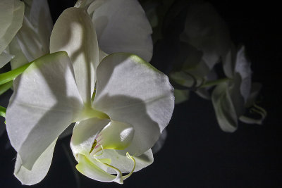 white orchid reflection