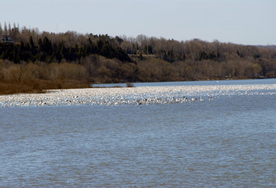 Oies blanches sur le fleuve St-Laurent
