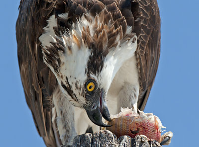 _DSC5226crop.jpg