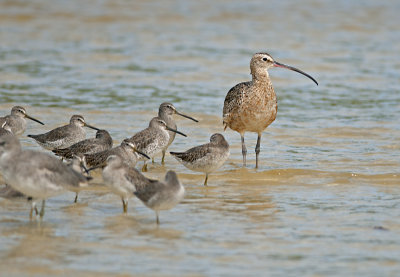 _JCP5828 CURLEW.jpg