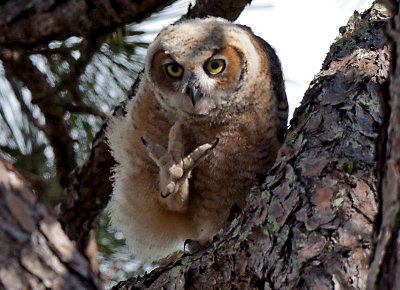 owls
