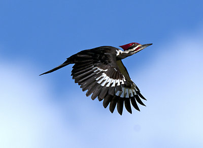 _DSC8126.jpg PILEATED WP