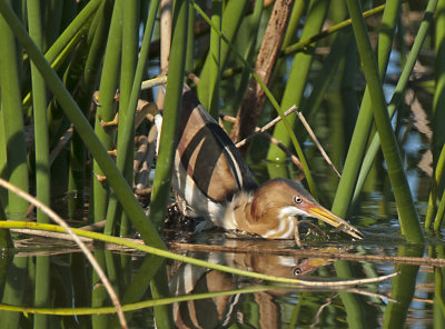 VIERA WETLANDS