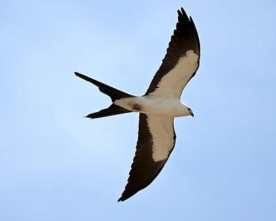 _JCP0977.jpg SWALLOWTAIL KITE