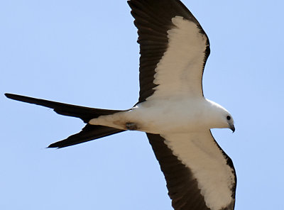 _JCP0975 crop.jpg