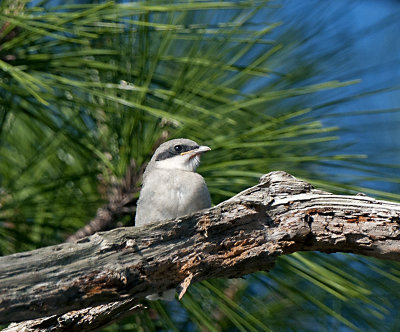 _DSC3780.jpg LOGGERHEAD SHRIKE
