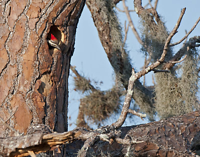 _DSC4130.jpg PILEATED WP