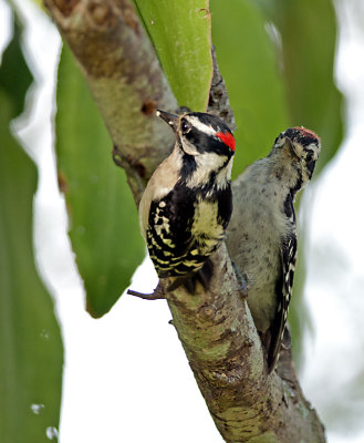_JCP1092.jpg DOWNY WOODPECKER