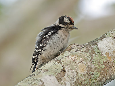 _JCP1157.jpg DOWNY JUVENILE