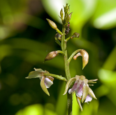 Orchid and ant _JC70055.jpg