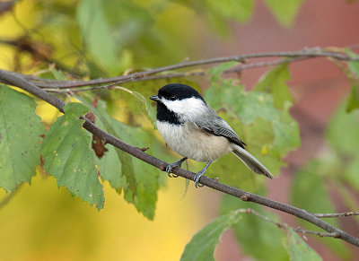 CAROLINA CHICKADEE _JCP2972.jpg
