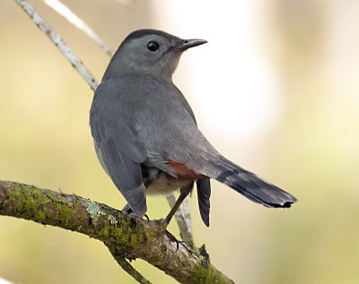 CATBIRD _JCP3500.jpg