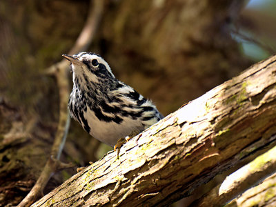 BLACK AND WHITE WARBLER _JCP3581.jpg