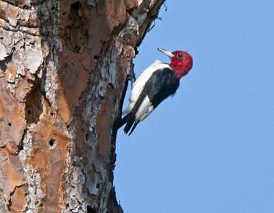 RED HEADED WP _DSC6698.jpg