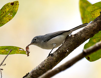GNATCATCHER-WORM _JCP4376.jpg