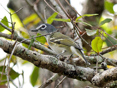 BLUE HEADED VIREO _JCP4452.jpg