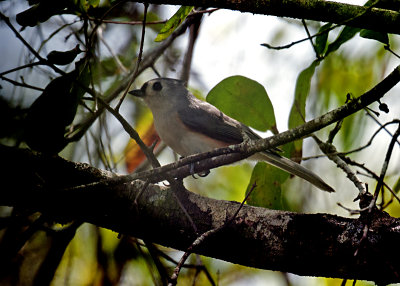 TITMOUSE _JCP4476.jpg