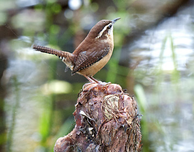 CAROLINA WREN _JCP4508.jpg