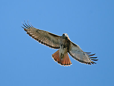 RED TAIL HAWK _JCP4921.jpg