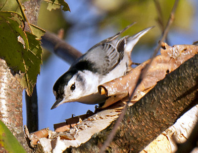 NUTHATCH _JCP2967.jpg