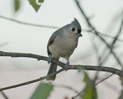 TUFTED TITMOUSE _JCP3050.jpg