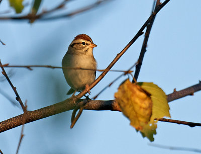 CHIPPING SPARROW _JCP3071.jpg