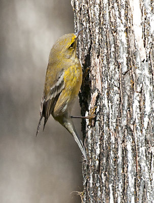 PINE WARBLER _DSC8448.jpg