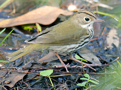 OVEN BIRD _DSC8572.jpg