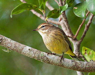 PALM WARBLER _JCP5484.jpg