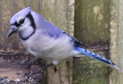 CROP NO EDIT DX_JHH0050.jpg