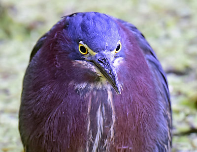_JHH1155 crop.jpg