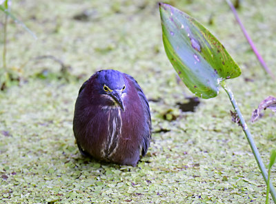 _JHH1155.jpg