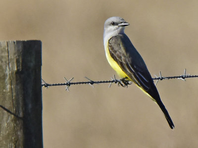 WESTERN KINGBIRD _JHH1465.jpg