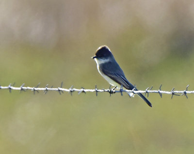 EASTERN PHOEBE _JHH1478.jpg