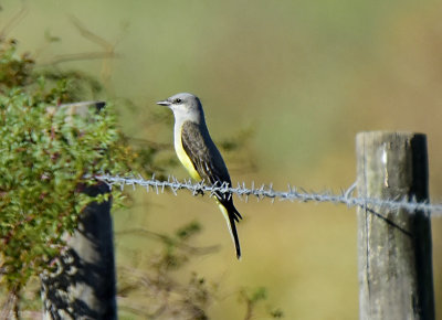 WESTERN KINGBIRD _JHH1526.jpg