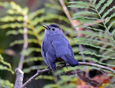 CATBIRD _JHH1560.jpg