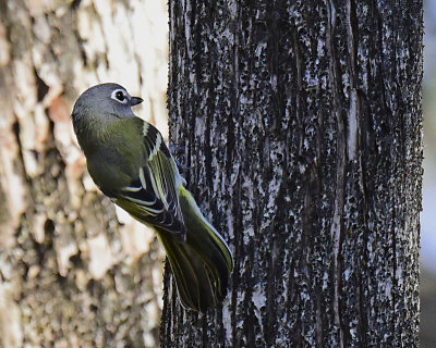 BLUE HEADED VIREO _JHH1746.jpg