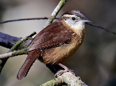 CAROLINA WREN _JHH1783 b crop.jpg
