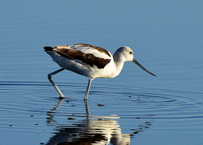 AVOCET  JHH_9113.jpg