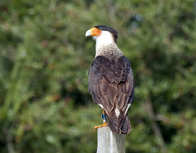 CARACARA  _DSC9880.jpg