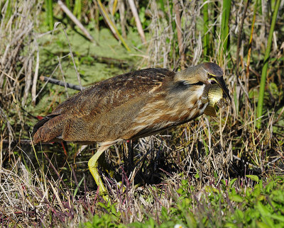 AM BITTERN  _DSC0467.jpg