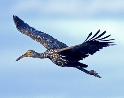 LIMPKIN  JHH_9191.jpg