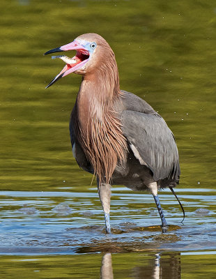 JHH_2631crop.jpg